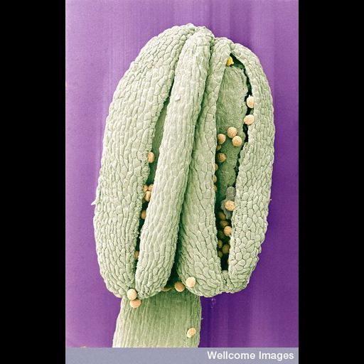  NCBI Organism:Sisymbrium officinale; Cell Types:, ; Cell Components:cell surface Biological process:pollen adhesion