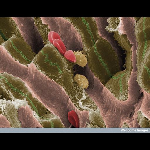  NCBI Organism:Mus musculus; Cell Types:, Kupffer cell, hepatocyte; Cell Components:cell surface