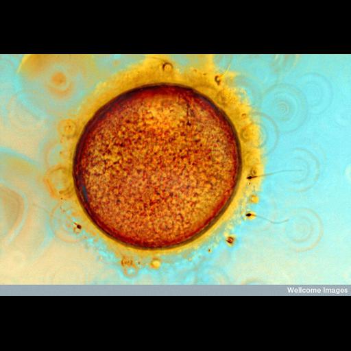  NCBI Organism:Homo sapiens; Cell Types:egg, sperm, cumulus cell; Biological process:fertilization