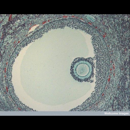  Cell Types:oocyte, follicle cell; Biological process:antral ovarian follicle growth, mature follicle stage;