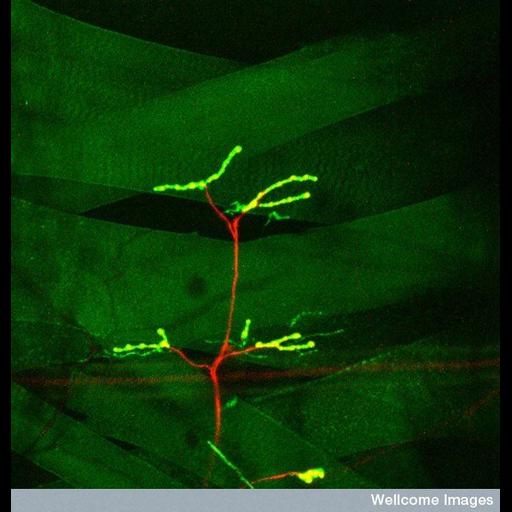  NCBI Organism:Drosophila; Cell Types:motor neuron, muscle cell; Cell Components:neuromuscular junction Biological process:innervation