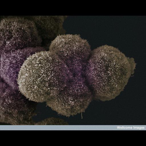  Cell Components:cell surface, ruffle; Biological process:cell-cell adhesion