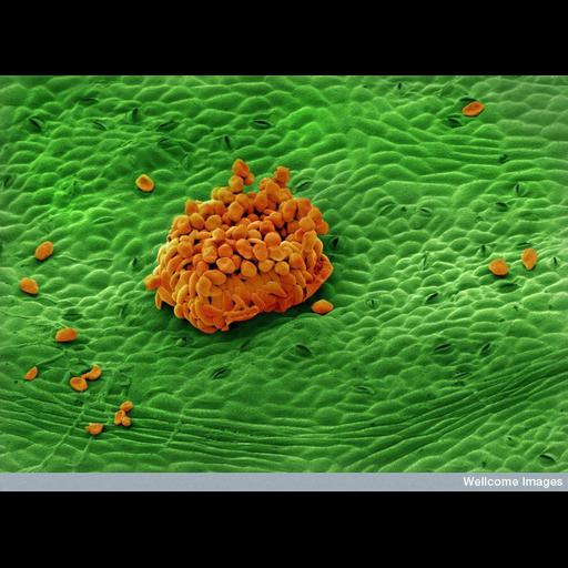  NCBI Organism:Phragmidium tuberculatum, Rosa, ; Cell Types:epidermal cell, fungal spore; Biological process:respiratory gaseous exchange, response to fungus;