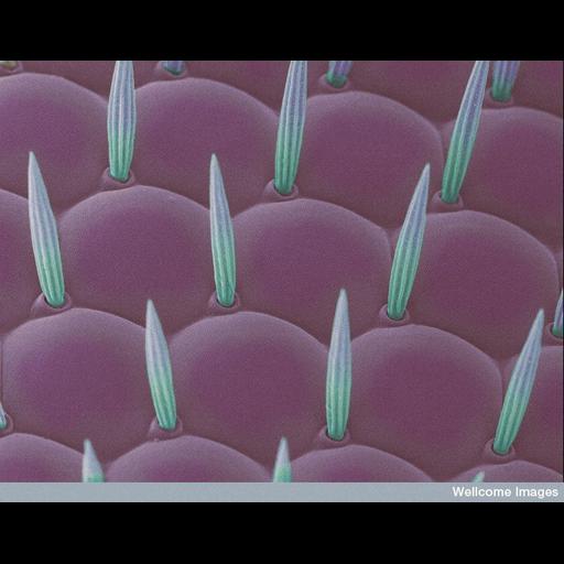  NCBI Organism:Drosophila; Cell Types:, ; Biological process:compound eye development