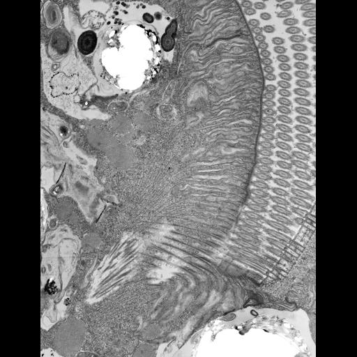  NCBI Organism:Euplotes sp.; Cell Types:cell by organism, eukaryotic cell, , ; Cell Components:oral apparatus, , microtubule associated complex, microfibril; Biological process:oral apparatus organization, , cortical cytoskeleton organization;