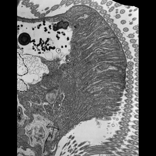  NCBI Organism:Euplotes sp.; Cell Types:cell by organism, eukaryotic cell, , ; Cell Components:oral apparatus, cortical cytoskeleton; Biological process:oral apparatus organization, cortical cytoskeleton organization, cytoplasm organization;