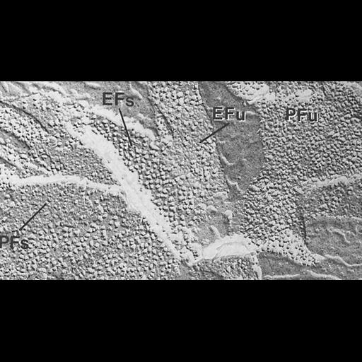  NCBI Organism:Hordeum vulgare subsp. vulgare; Cell Components:chloroplast, plastid thylakoid, photosystem II; Biological process:C4 photosynthesis