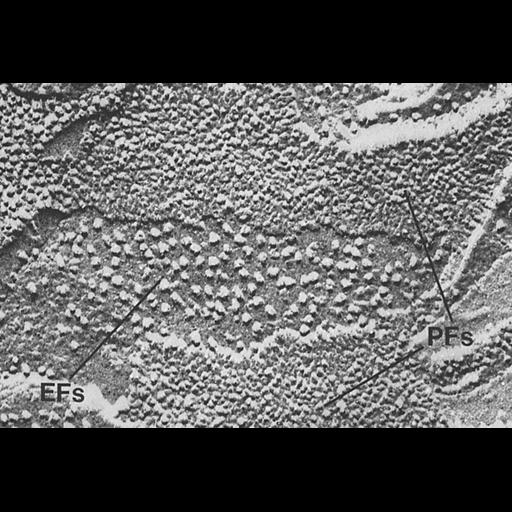  NCBI Organism:Hordeum vulgare subsp. vulgare; Cell Components:chloroplast, plastid thylakoid, photosystem II; Biological process:C4 photosynthesis