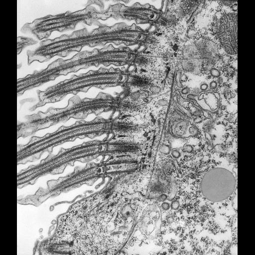  NCBI Organism:Paramecium caudatum; Cell Types:cell by organism, eukaryotic cell, , ; Cell Components:coated pit, cell cortex, mitochondrion, glycogen granule; Biological process:cortical cytoskeleton organization, cytoplasm organization;