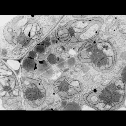  NCBI Organism:Arabidopsis thaliana; Cell Components:chloroplast, plastid thylakoid, etioplast prolamellar body, plastid part; Biological process:, plastid organization;