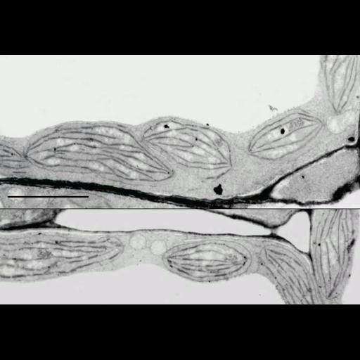  NCBI Organism:Arabidopsis thaliana; Cell Components:chloroplast, plastid thylakoid, etioplast prolamellar body, plastid part; Biological process:, plastid organization;