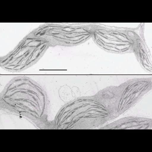  NCBI Organism:Arabidopsis thaliana; Cell Components:chloroplast, plastid thylakoid, granal stacked thylakoid, plastid part; Biological process:, plastid organization;