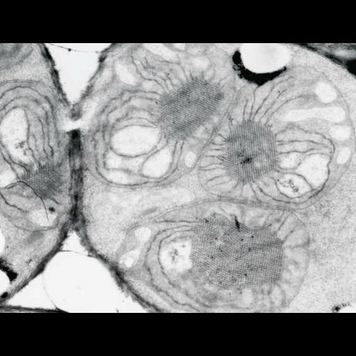  NCBI Organism:Arabidopsis thaliana; Cell Components:chloroplast, plastid thylakoid, etioplast prolamellar body, plastid part; Biological process:, plastid organization;