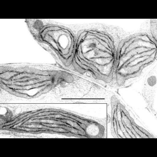  NCBI Organism:Arabidopsis thaliana; Cell Components:chloroplast, plastid thylakoid, granal stacked thylakoid, plastid part; Biological process:, plastid organization;