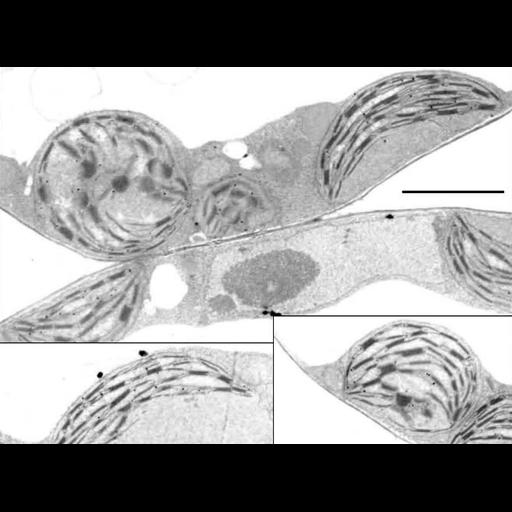  NCBI Organism:Arabidopsis thaliana; Cell Components:chloroplast, plastid thylakoid, granal stacked thylakoid, plastid part; Biological process:, plastid organization;