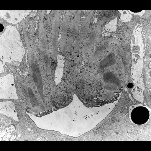  NCBI Organism:Nassula; Cell Types:cell by organism, eukaryotic cell, , ; Cell Components:oral apparatus Biological process:oral apparatus organization