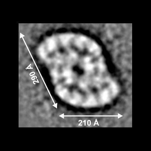  NCBI Organism:Prochloron sp.; Cell Components:photosystem II, photosystem I; Biological process:photosynthesis, light harvesting