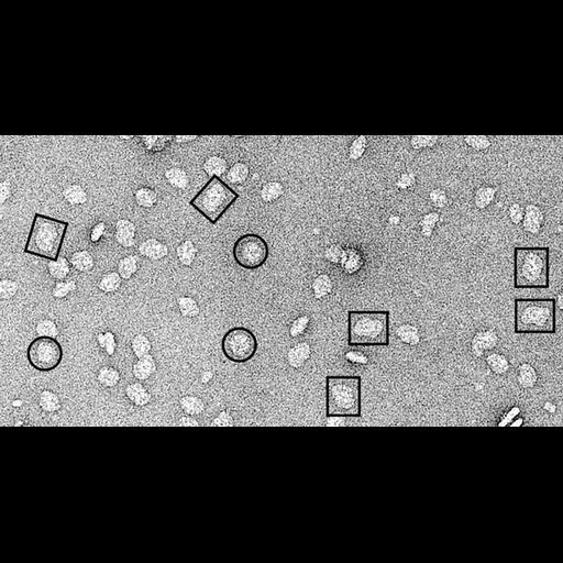  NCBI Organism:Prochloron sp.; Cell Components:photosystem II, photosystem I; Biological process:photosynthesis, light harvesting