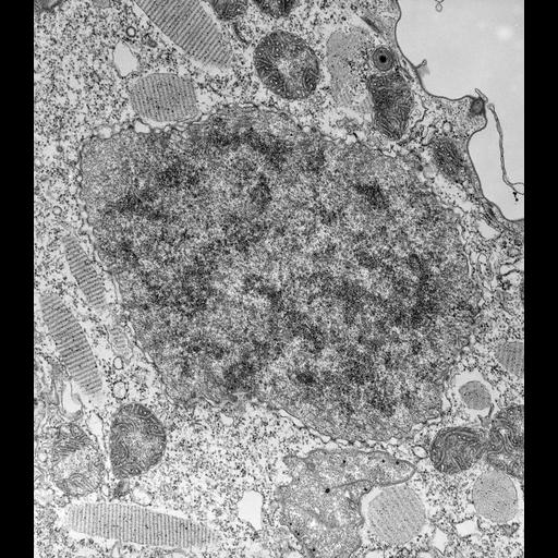  NCBI Organism:Paramecium caudatum; Cell Types:cell by organism, eukaryotic cell, , ; Cell Components:micronucleus, microtubule associated complex, nuclear pore; Biological process:micronucleus organization, ;