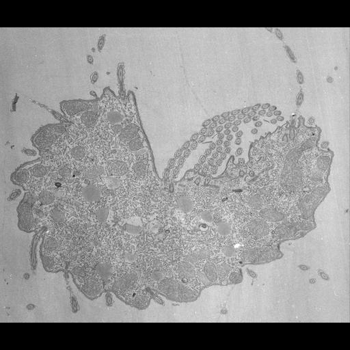  NCBI Organism:Tetrahymena pyriformis; Cell Types:cell by organism, eukaryotic cell, , ; Cell Components:oral apparatus Biological process:oral apparatus organization