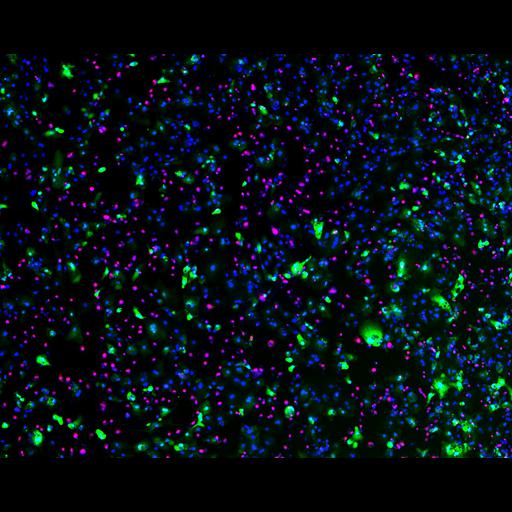  NCBI Organism:Homo sapiens; Cell Components:plasma membrane, nucleus, ; Biological process:, ;