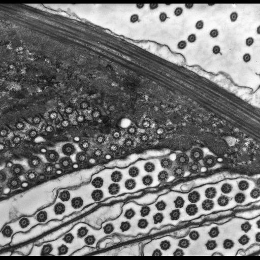  NCBI Organism:uncultured scuticociliate, , ; Cell Types:cell by organism, eukaryotic cell, , ; Cell Components:cell cortex, microtubule basal body, plasma membrane, cortical cytoskeleton, cortical microtubule cytoskeleton, mitochondrion, cilium axoneme, coated pit; Biological process:cortical cytoskeleton organization, clathrin coat assembly, mitochondrion organization, microtubule basal body organization;