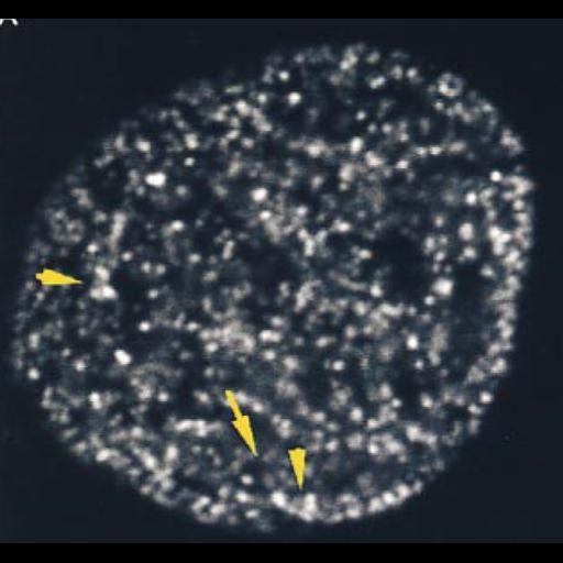  NCBI Organism:Mus musculus; Cell Types:fibroblast Cell Components:chromatin Biological process:DNA replication involved in S phase, DNA metabolic process;