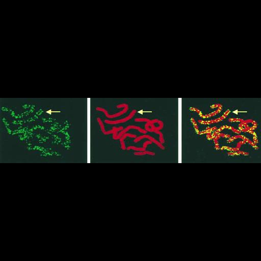  NCBI Organism:Macropus sp. MG002; Cell Types:kidney cell Cell Components:nuclear chromosome Biological process:DNA replication involved in S phase, DNA metabolic process, chromosome organization;