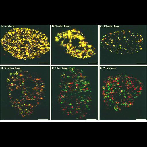  NCBI Organism:Mus musculus; Cell Types:fibroblast Cell Components:chromatin Biological process:DNA replication involved in S phase, DNA metabolic process;