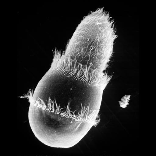  NCBI Organism:Didinium nasutum, Paramecium sp., ; Cell Types:cell by organism, eukaryotic cell, , ; Cell Components:oral apparatus, cell cortex, cell surface; Biological process:phagocytosis, phagocytosis, engulfment;