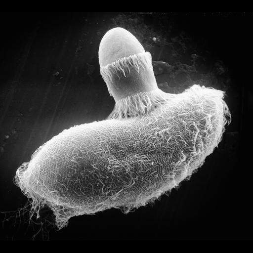  NCBI Organism:Didinium nasutum, Paramecium sp., ; Cell Types:cell by organism, eukaryotic cell, , ; Cell Components:oral apparatus, cell cortex, cell surface; Biological process:phagocytosis, phagocytosis, engulfment;