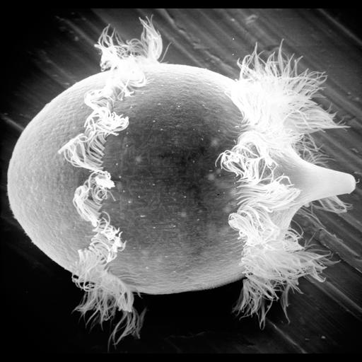  NCBI Organism:Didinium nasutum; Cell Types:cell by organism, eukaryotic cell, , ; Cell Components:oral apparatus, cell cortex, cell surface, motile cilium, ; Biological process:ciliary cell motility, cellular membrane organization, , cell division;