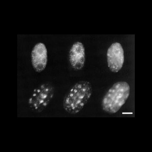  NCBI Organism:Mus musculus; Cell Types:myoblast Cell Components:nuclear chromatin, ; Biological process:DNA replication