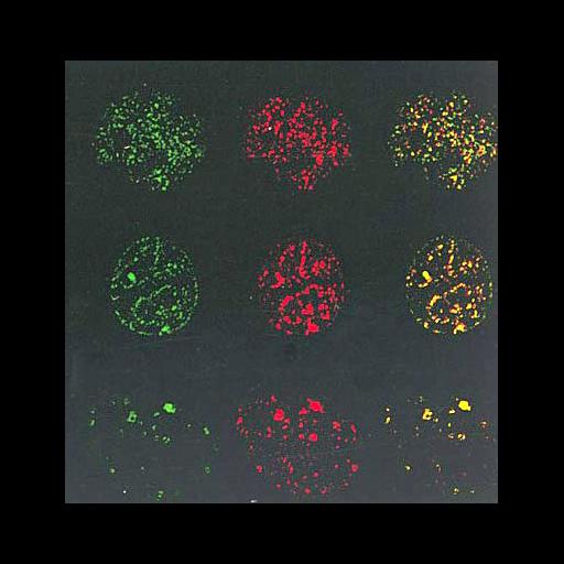  NCBI Organism:Mus musculus; Cell Types:myoblast Cell Components:nuclear chromatin, ; Biological process:DNA replication, DNA metabolic process;