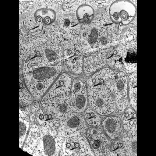  NCBI Organism:Paramecium multimicronucleatum; Cell Types:cell by organism, eukaryotic cell, , ; Cell Components:plasma membrane, cell cortex; Biological process:cortical cytoskeleton organization