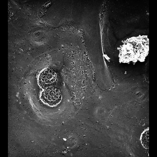  NCBI Organism:Paramecium multimicronucleatum; Cell Types:cell by organism, eukaryotic cell, , ; Cell Components:plasma membrane, trichocyst, , pellicle; Biological process:plasma membrane organization