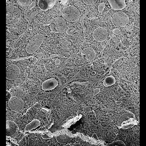  NCBI Organism:Paramecium multimicronucleatum; Cell Types:cell by organism, eukaryotic cell, , ; Cell Components:cell cortex, , trichocyst, cilium, cytoplasm; Biological process:cortical cytoskeleton organization, cytoplasm organization;