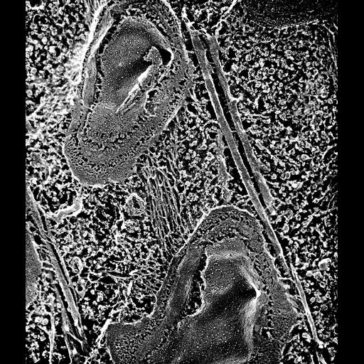  NCBI Organism:Paramecium multimicronucleatum; Cell Types:cell by organism, eukaryotic cell, , ; Cell Components:pellicle, cell cortex; Biological process:endomembrane system organization, cortical cytoskeleton organization;