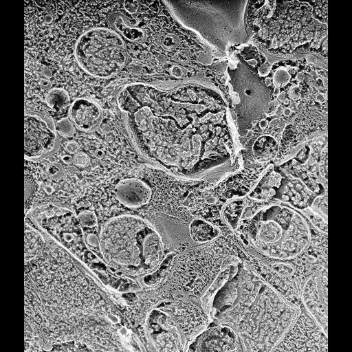  NCBI Organism:Paramecium multimicronucleatum; Cell Types:cell by organism, eukaryotic cell, , ; Cell Components:cell cortex Biological process:cortical cytoskeleton organization