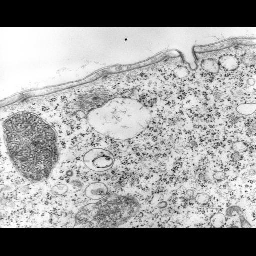  NCBI Organism:Vorticella convallaria; Cell Types:cell by organism, eukaryotic cell, , ; Cell Components:pellicle, cell cortex, coated pit, clathrin coat, rough endoplasmic reticulum membrane; Biological process:clathrin coat assembly, vesicle targeting, rough ER to cis-Golgi;