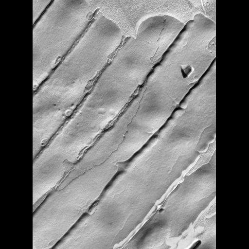  NCBI Organism:Vorticella microstoma; Cell Types:cell by organism, eukaryotic cell, , ; Cell Components:plasma membrane, cell cortex, cell cortex part, pellicle; Biological process:plasma membrane organization