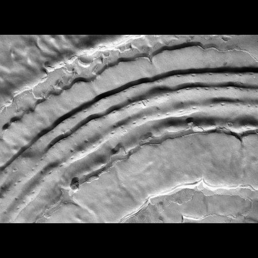  NCBI Organism:Vorticella microstoma; Cell Types:cell by organism, eukaryotic cell, , ; Cell Components:plasma membrane, cell cortex, cell cortex part, pellicle; Biological process:plasma membrane organization