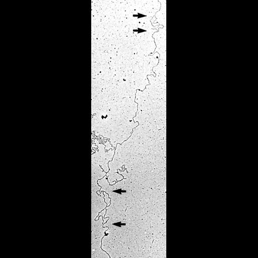  NCBI Organism:Physarum polycephalum; Biological process:DNA replication, DNA metabolic process;