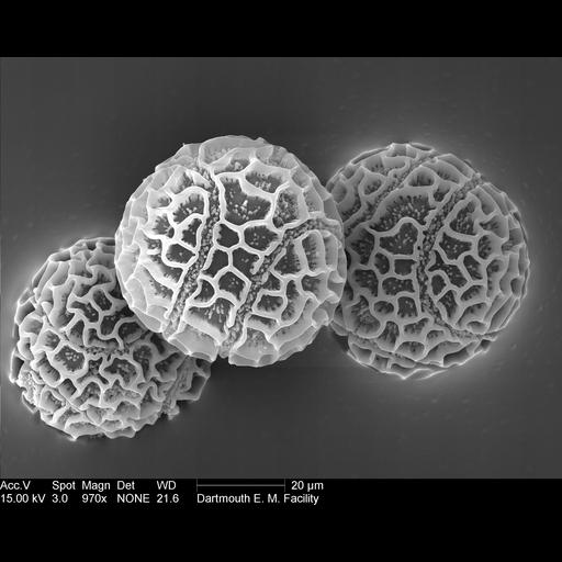  NCBI Organism:Passiflora edulis; Cell Components:pollen wall