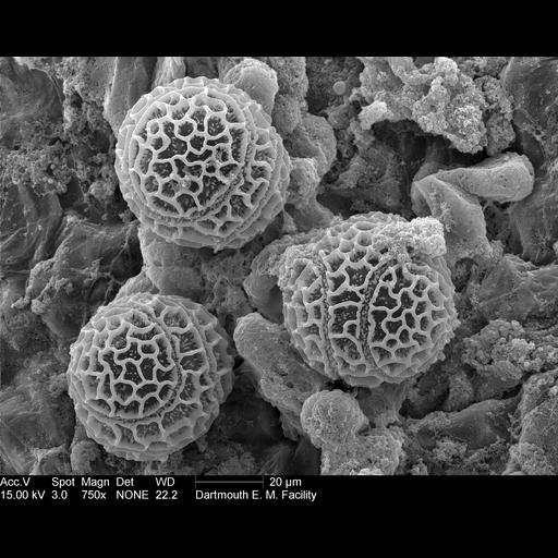  NCBI Organism:Passiflora edulis; Cell Components:pollen wall