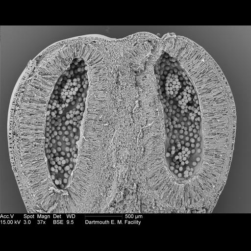  NCBI Organism:Amorphophallus titanum; Cell Components:, pollen wall; Biological process:anther morphogenesis