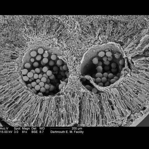  NCBI Organism:Amorphophallus titanum; Cell Components:, ; Biological process:anther morphogenesis