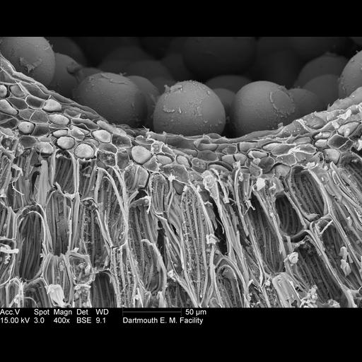  NCBI Organism:Amorphophallus titanum; Cell Components:, pollen wall; Biological process:anther morphogenesis