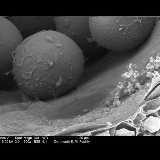  NCBI Organism:Amorphophallus titanum; Cell Components:pollen wall, ; Biological process:pollen development