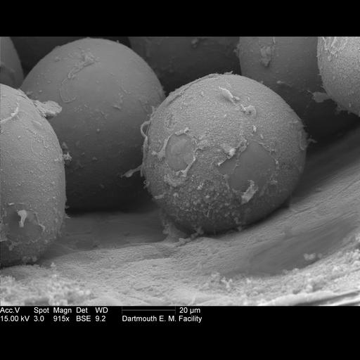  NCBI Organism:Amorphophallus titanum; Cell Components:pollen wall, pollen coat, ; Biological process:pollen development